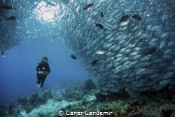 Underwater Photographer by Caner Candemir 